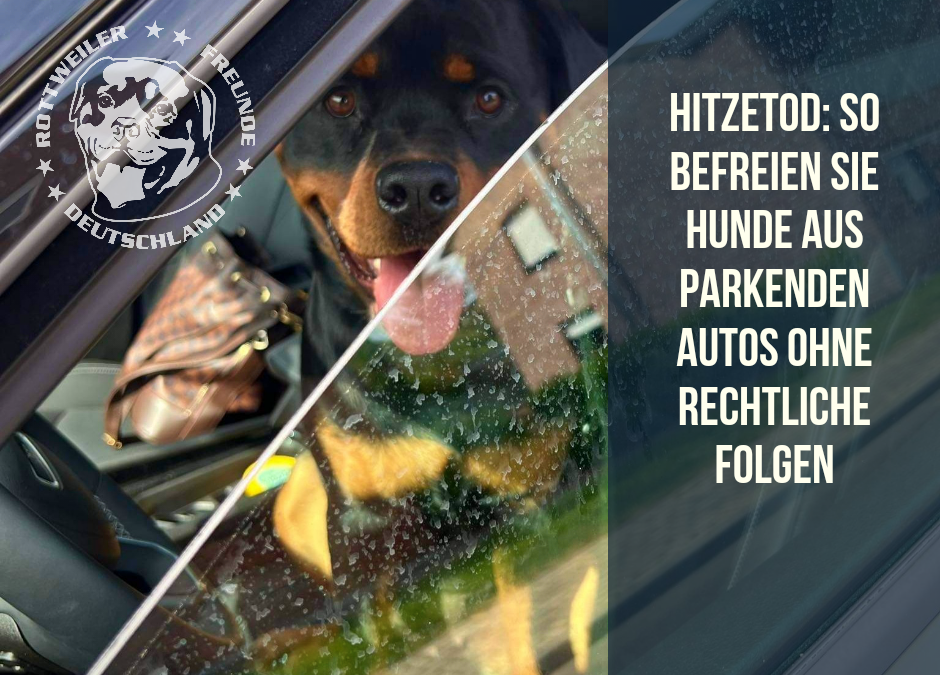 Hitzetod – Das richtige Vorgehen bei Hunden im überhitzten Auto