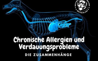 Der Zusammenhang zwischen chronischen Allergien und Verdauungsproblemen