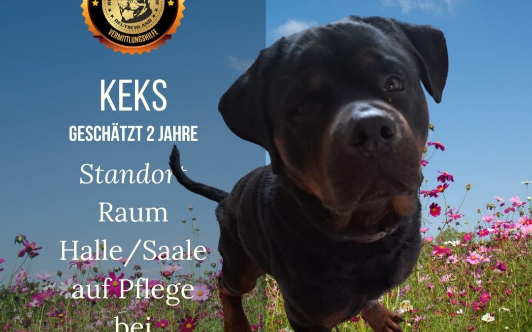 Keks ca. 2 Jahre