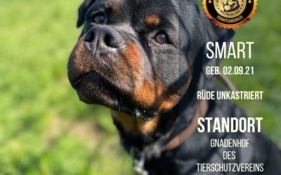 SMART – Rottweiler Rüde – geb. 02.09.21