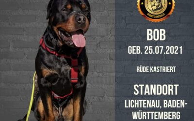 BOB – Rottweiler Rüde – Geb. 25.07.2021