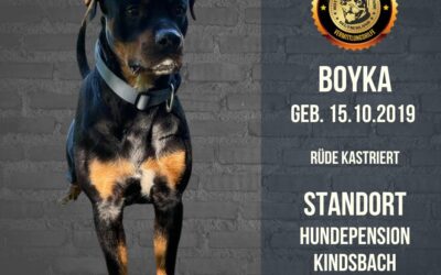 Boyka – Rottweiler Ridgeback Mix – sucht ein Zuhause