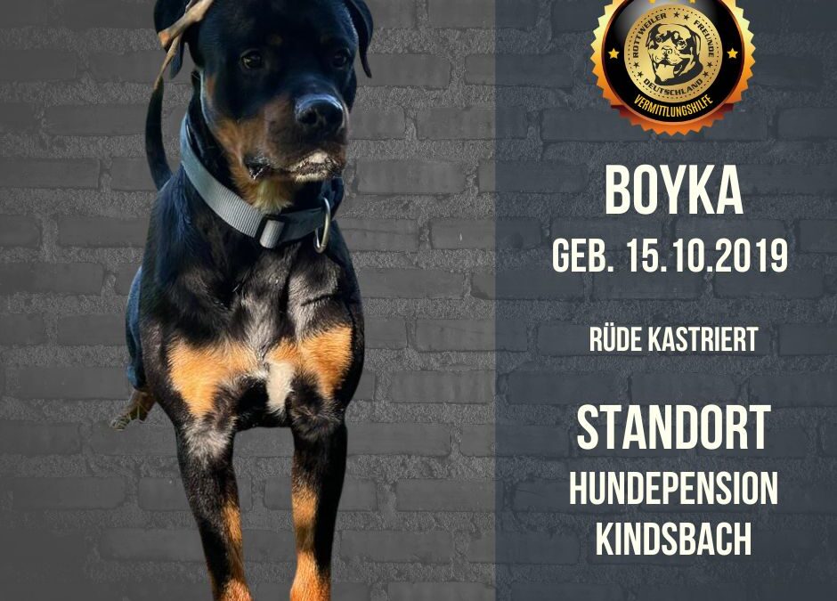 Boyka – Rottweiler Ridgeback Mix – sucht ein Zuhause