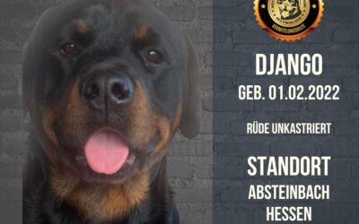 Django – Ein junger Rottweiler Rüde sucht ein neues Zuhause