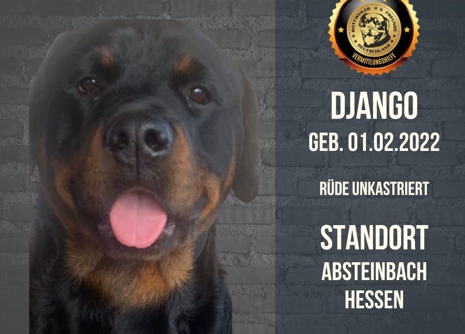 Django – Ein junger Rottweiler Rüde sucht ein neues Zuhause