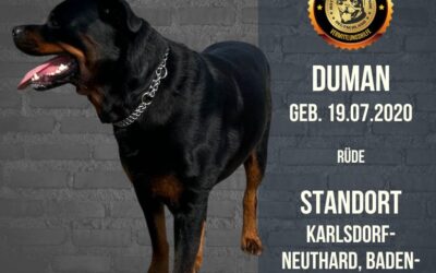 Duman – Ein Rottweiler Rüde sucht ein neues Zuhause