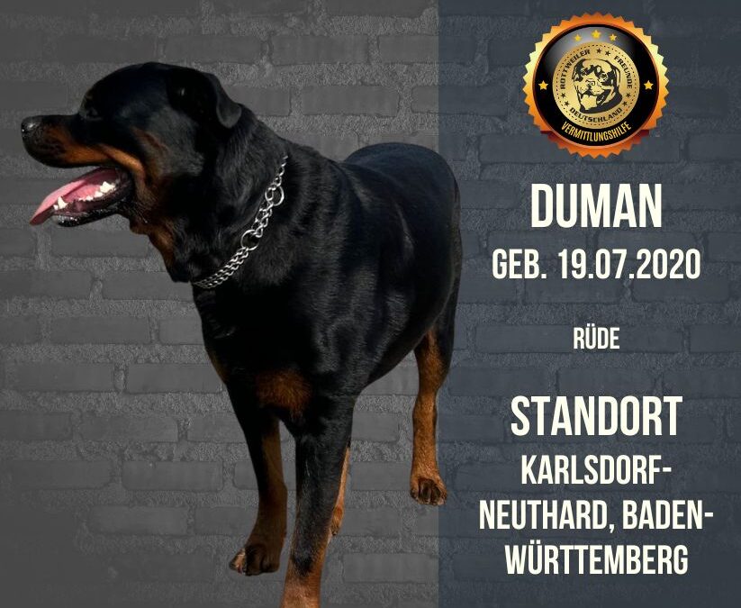 Duman – Ein Rottweiler Rüde sucht ein neues Zuhause