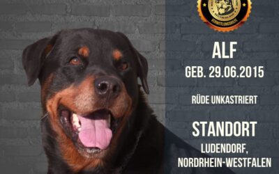 ALF – Rottweiler Rüde – Geb.: 29.06.2015