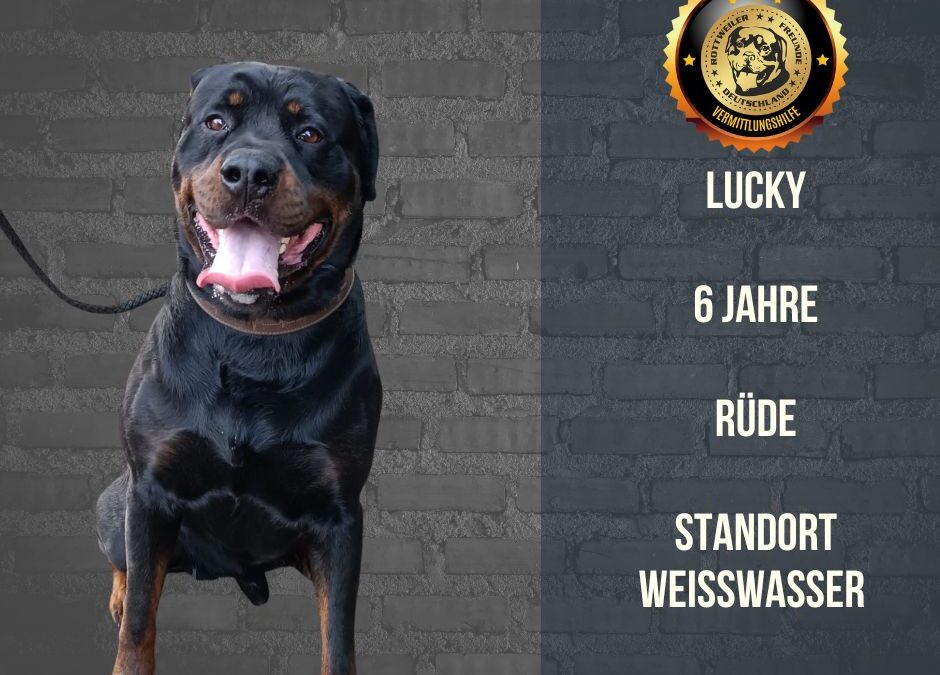 Lucky – Rottweiler Rüde – 6 Jahre