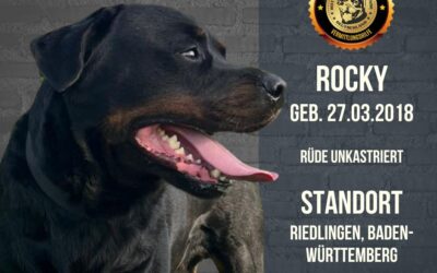 Rottweiler Rüde Rocky – geb. 27.03.2018 – sucht neues Zuhause