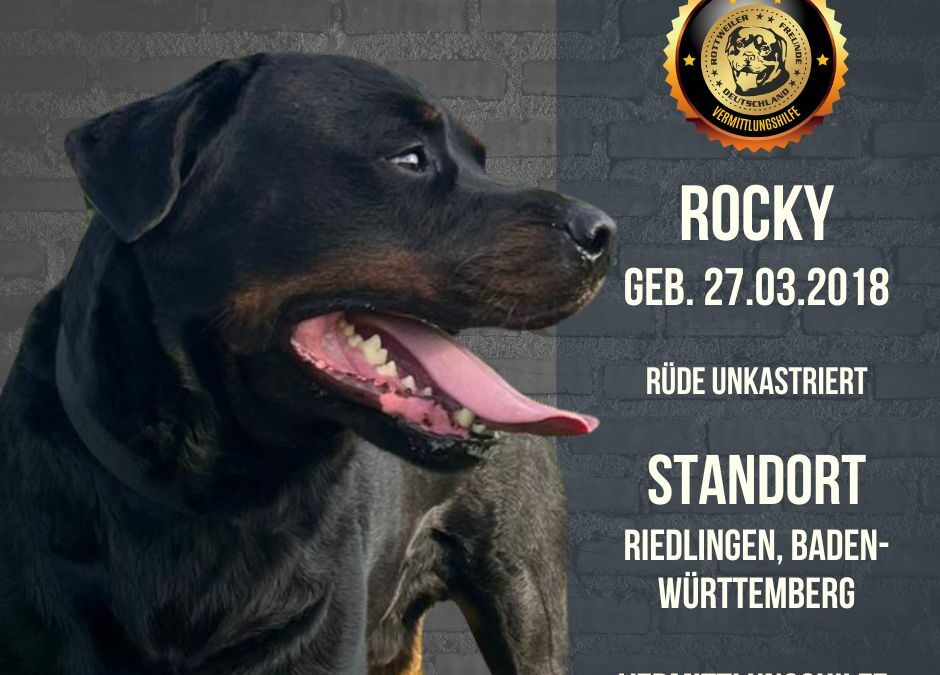 Rottweiler Rüde Rocky – geb. 27.03.2018 – sucht neues Zuhause