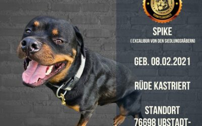 Spike – Rottweiler Rüder – geb. 08.02.2021