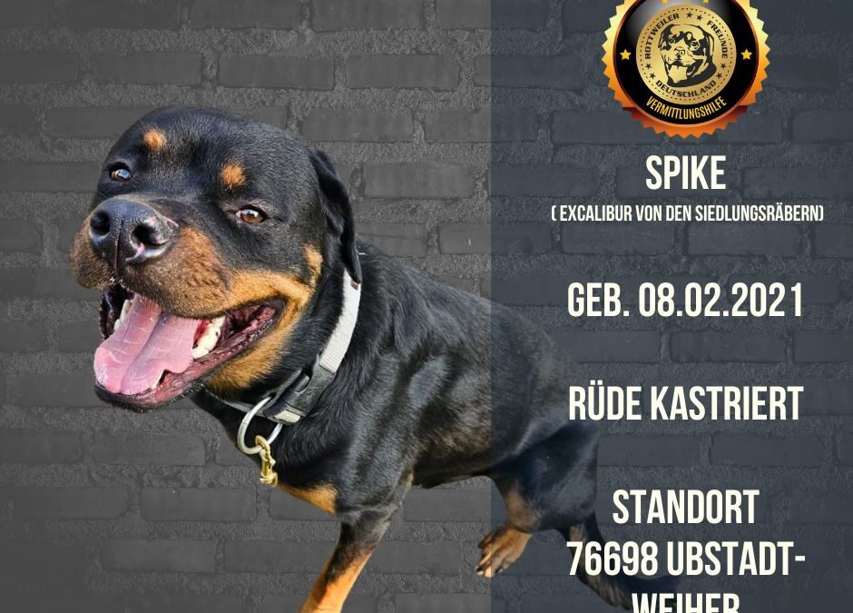 Spike – Rottweiler Rüder – geb. 08.02.2021