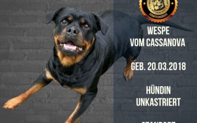 Wespe vom Cassanova – Rottweiler Hündin – geb. 20.03.2018
