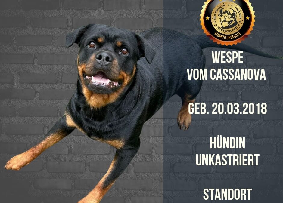 Wespe vom Cassanova – Rottweiler Hündin – geb. 20.03.2018