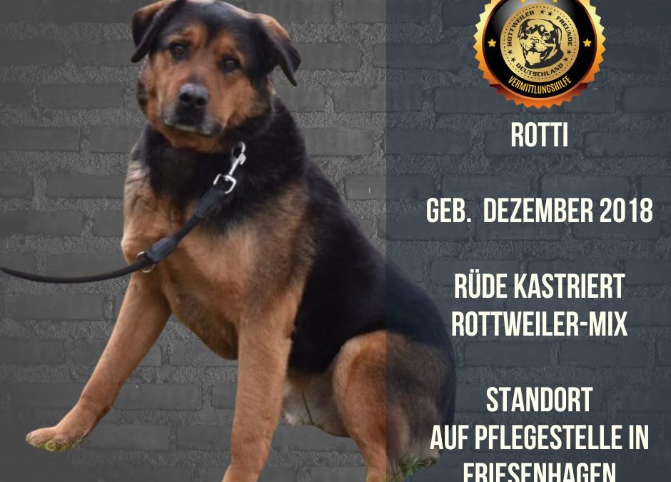 ROTTI – Rottweiler Mix – Geb. Dezember 2018