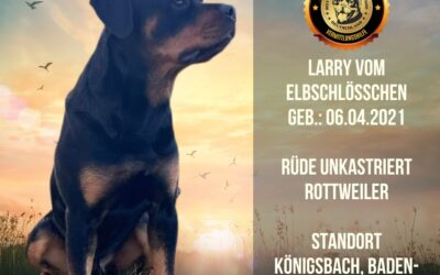 Larry vom Elbschlösschen – Rottweiler – geb.: 06.04.2021