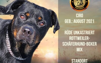 CIRO – Rottweiler-Schäferhund-Boxer Mix