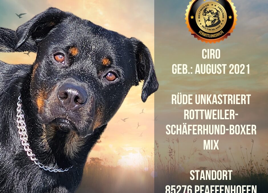 CIRO – Rottweiler-Schäferhund-Boxer Mix