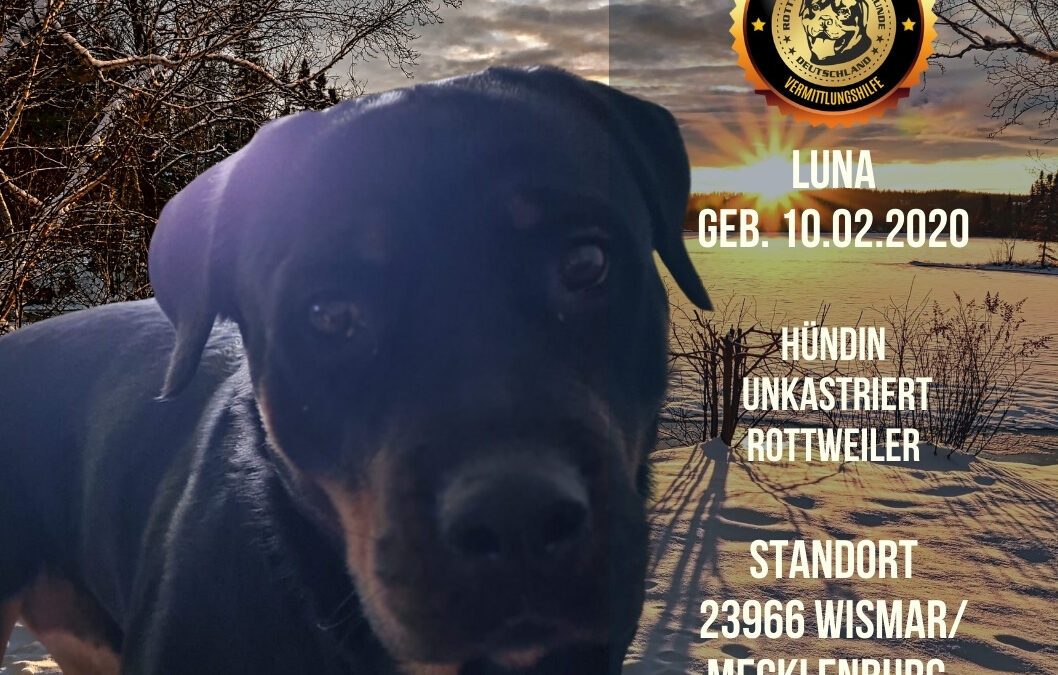 Luna – Rottweiler Hündin – 10.02.2020
