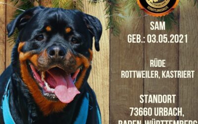 Sam – Rottweiler Rüde – geb. 03.05.2021