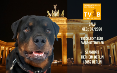 Balu – Rottweiler Rüde – Tierheim Berlin