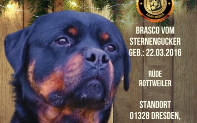 Brasco vom Sternengucker – 9 Jahre – Rottweiler Rüder