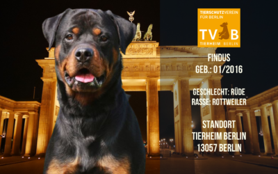 Findus – Rottweiler Rüde – Tierheim Berlin