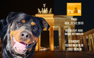 Pauli – Rottweiler Rüde – Tierheim Berlin