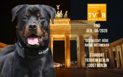 Fino – Rottweiler Rüde – Tierheim Berlin