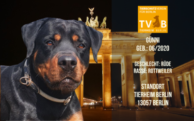 Günni – Rottweiler Rüde – Tierheim Berlin