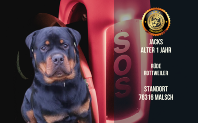 Jacks – Rottweiler Rüde – benötigt dringend eure Hilfe