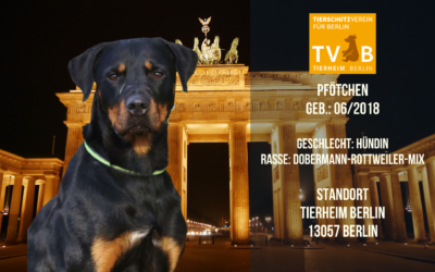 Pfötchen – Dobermann Rottweiler Mix – Tierheim Berlin