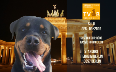 Sulu – Rottweiler Rüde – Tierheim Berlin