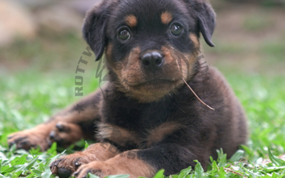 Der Rottweiler als Familienhund: Mehr als nur ein Haustier