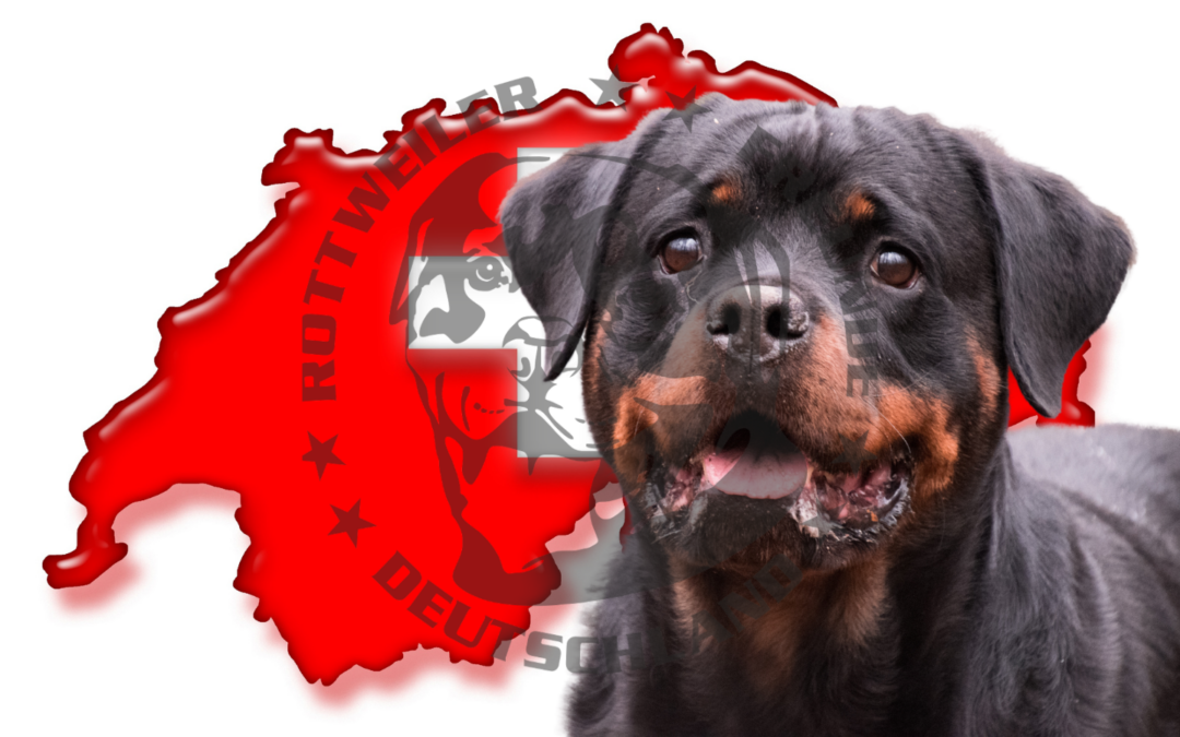 Wichtige Mitteilung für Rottweiler-Besitzer im Kanton Zürich: Haltebewilligung erforderlich!