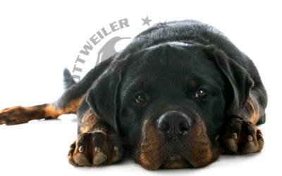 Rottweiler in Not: Gemeinsam für eine bessere Zukunft!