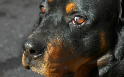 Ressourcenaggression bei Hunden: Ein besonderes Augenmerk auf Rottweiler