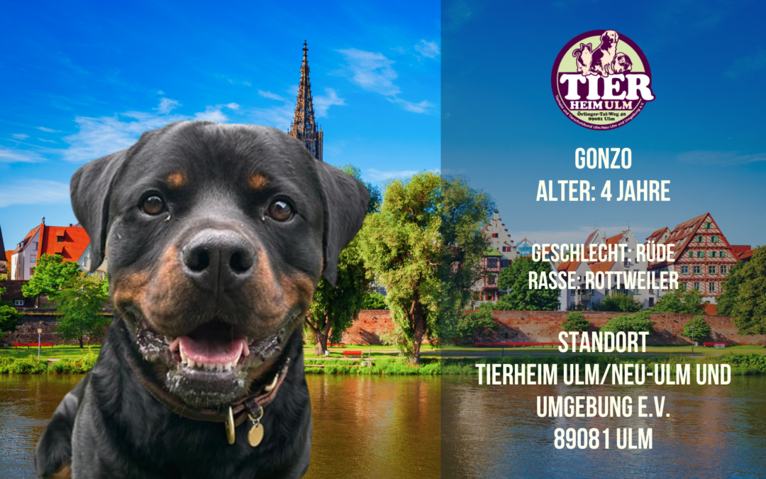 Gonzo – Rottweiler Rüde – Tierheim Ulm