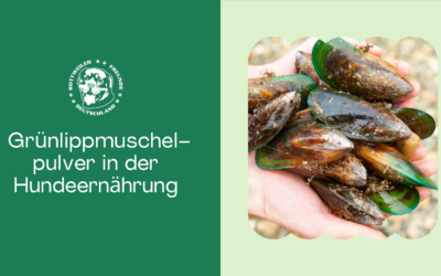 Grünlippmuschelpulver in der Hundeernährung: Nutzen, Risiken und Anwendung