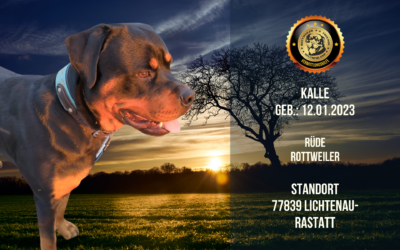 Kalle – Rottweiler Rüder – geb.: 12.01.2023