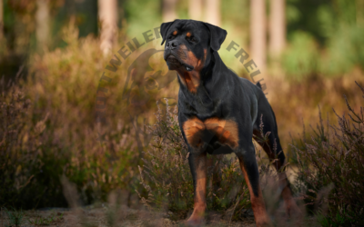 Brut- und Setzzeit: Verantwortung für unsere Wildtiere – Ein Appell an alle Rottweiler-Halter