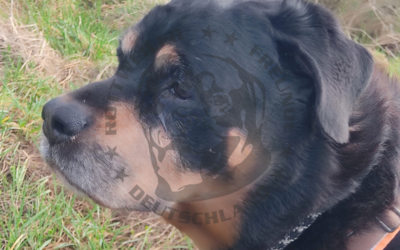 Rottweiler zwischen Schönheit und Gesundheit – Wie weit darf der Trend gehen?