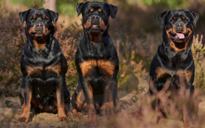 Ein Leben mit einem Rottweiler – Zwischen Bürokratie, Muskelpaket und grenzenloser Liebe