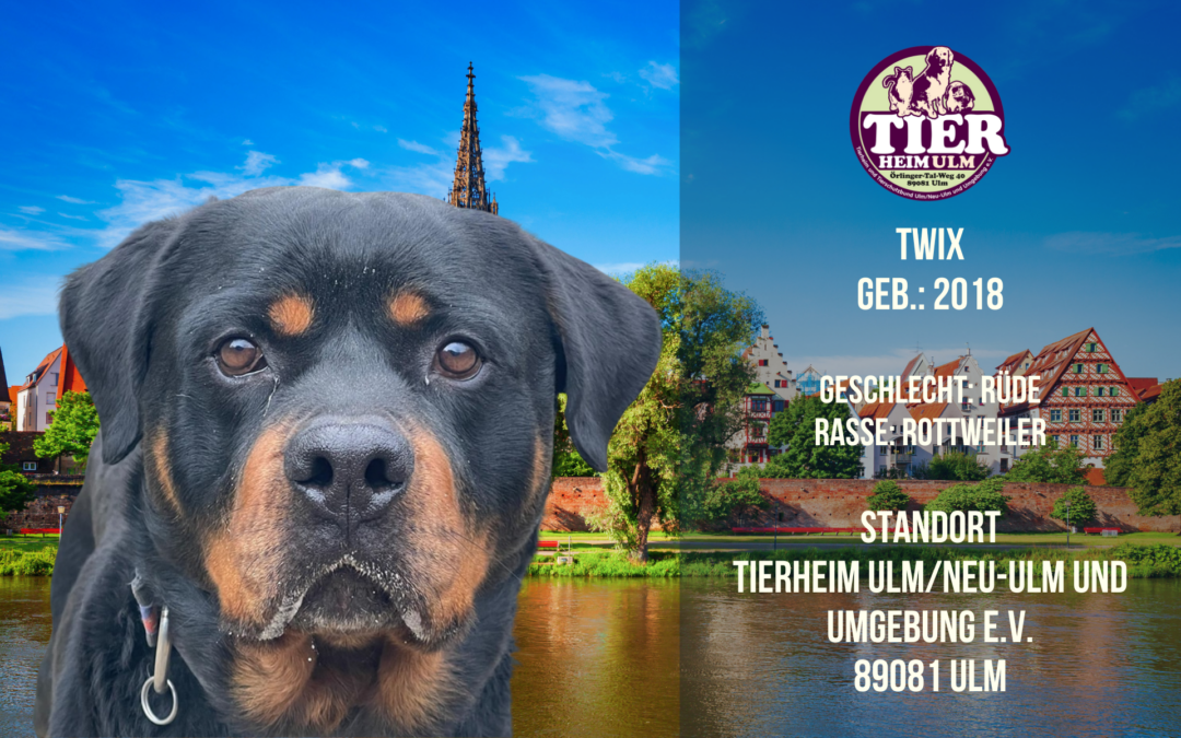 Twix – Rottweiler Rüde – Tierheim Ulm