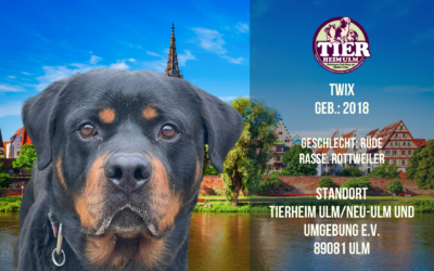 Twix – Rottweiler Rüde – Tierheim Ulm