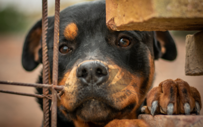 Tierschutz kennt keine Grenzen – Rottweiler retten bedeutet Verantwortung