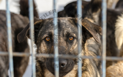 Die Last der Verantwortungslosigkeit – Tierschutz am Limit