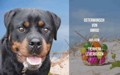 Osterwunsch von Amigo – Hoffnung auf ein neues Leben, Stück für Stück
