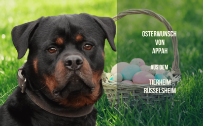Appahs Osterwunsch – Ein kleines Stück Geborgenheit für ein großes Hundeherz